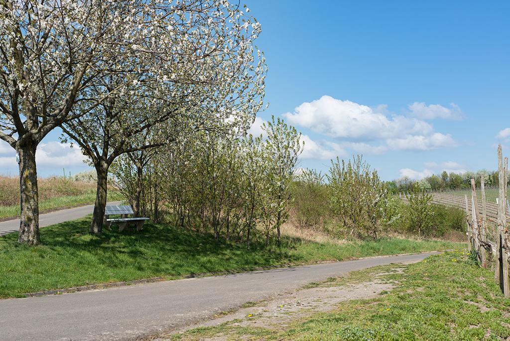 Weingut & Gaestehaus Edwin Hoffmann Trittenheim Buitenkant foto