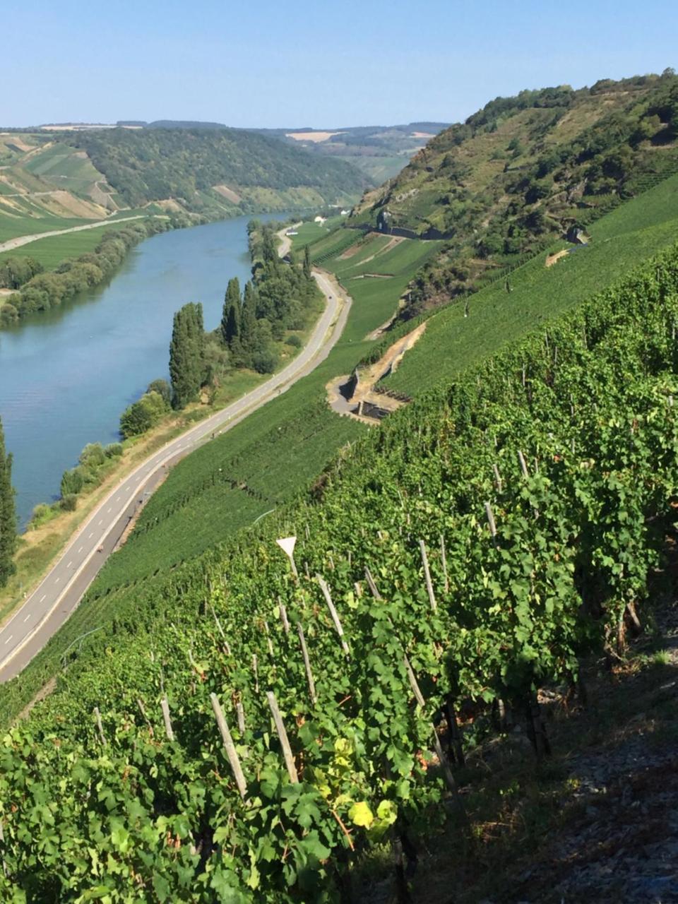Weingut & Gaestehaus Edwin Hoffmann Trittenheim Buitenkant foto
